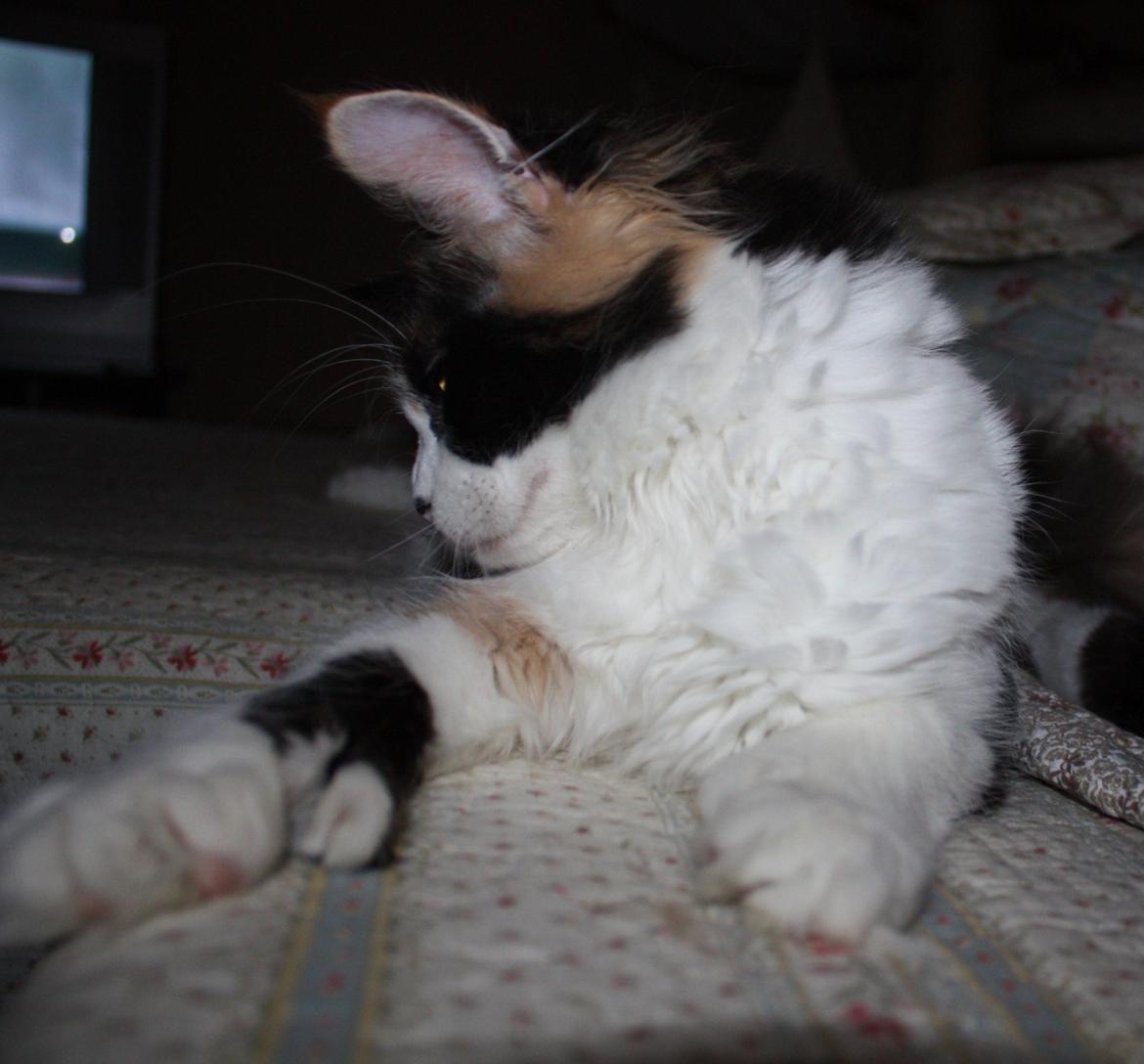 Maine Coon Mia Maja billede 7