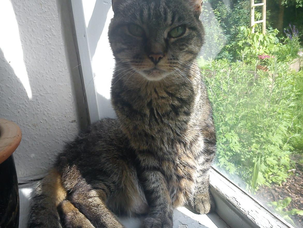 Huskat Mizz-alien (Himmelkat) billede 10