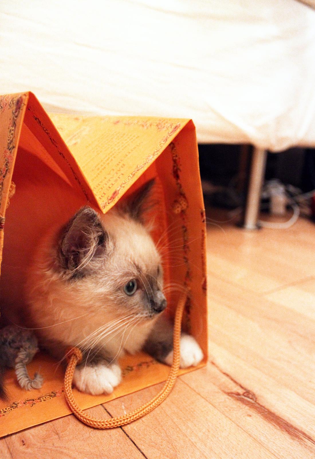 Ragdoll Kalle billede 9