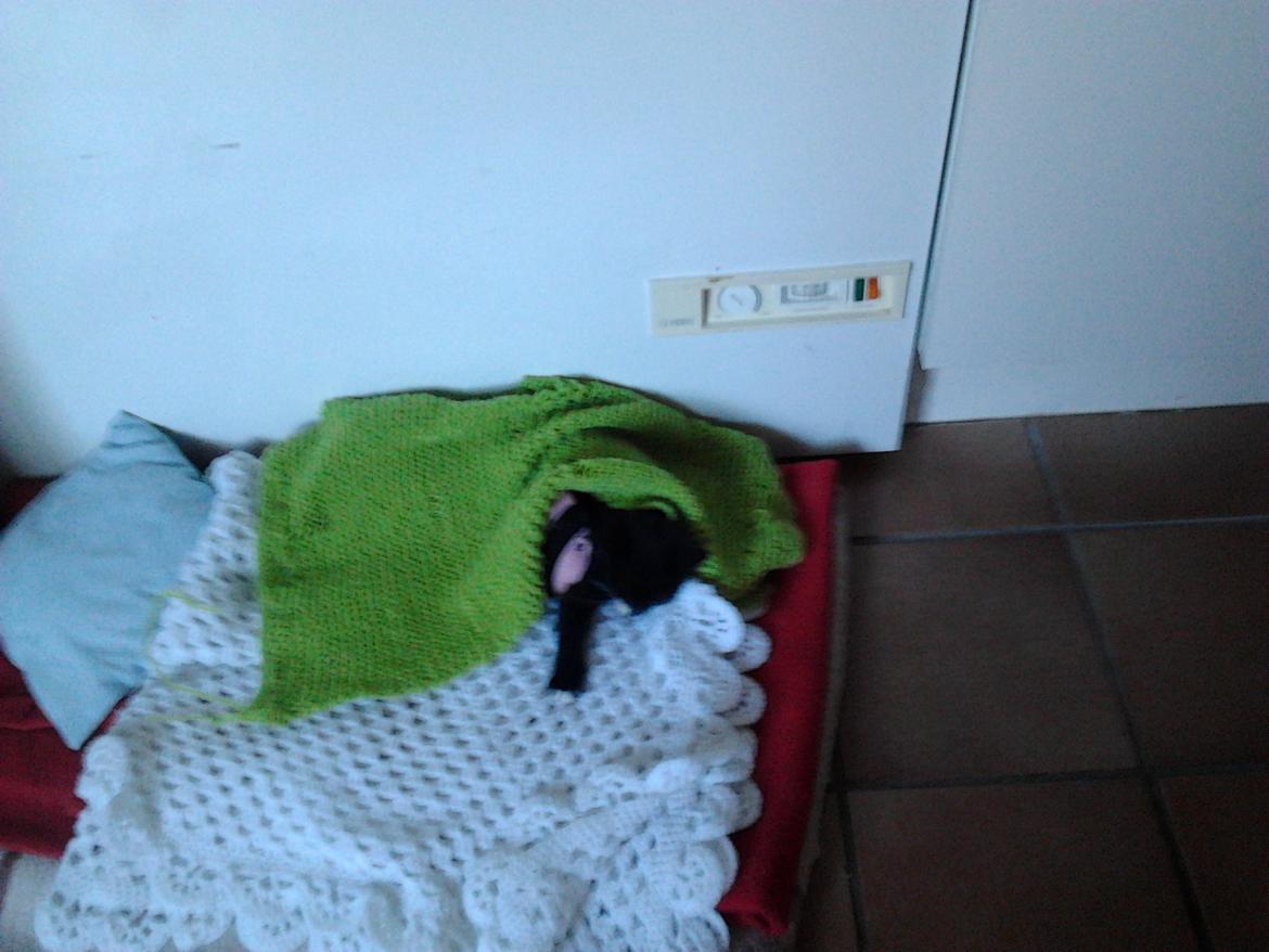 Huskat Speedy (Spring mesteren) billede 9