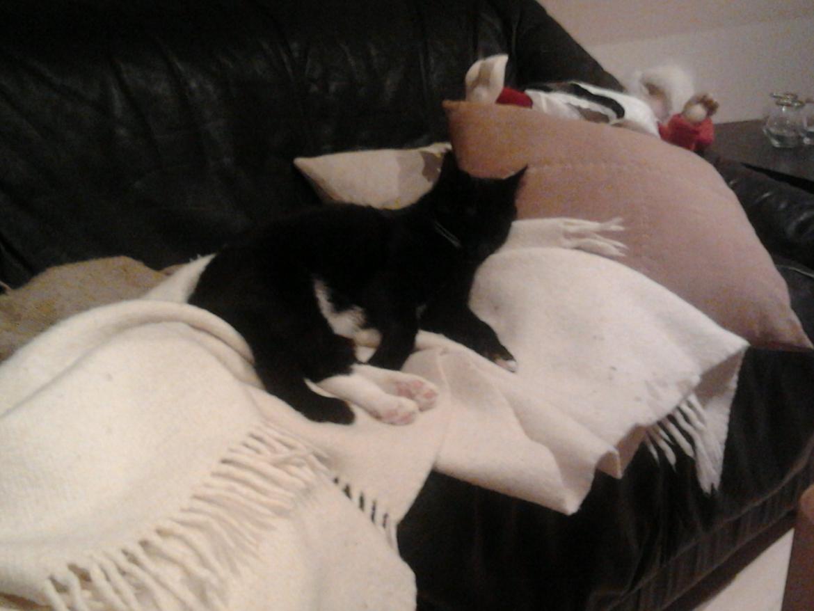 Huskat Speedy (Spring mesteren) billede 5