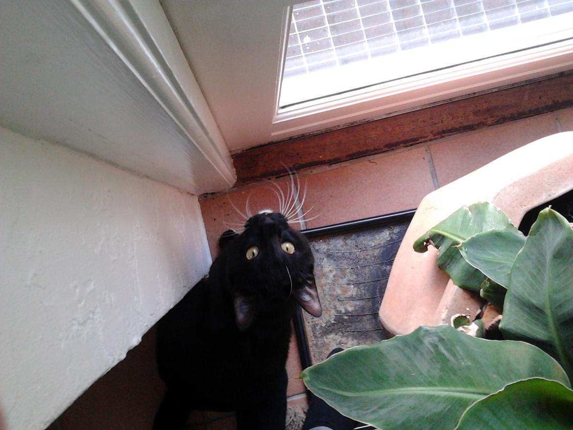 Huskat Speedy (Spring mesteren) billede 6