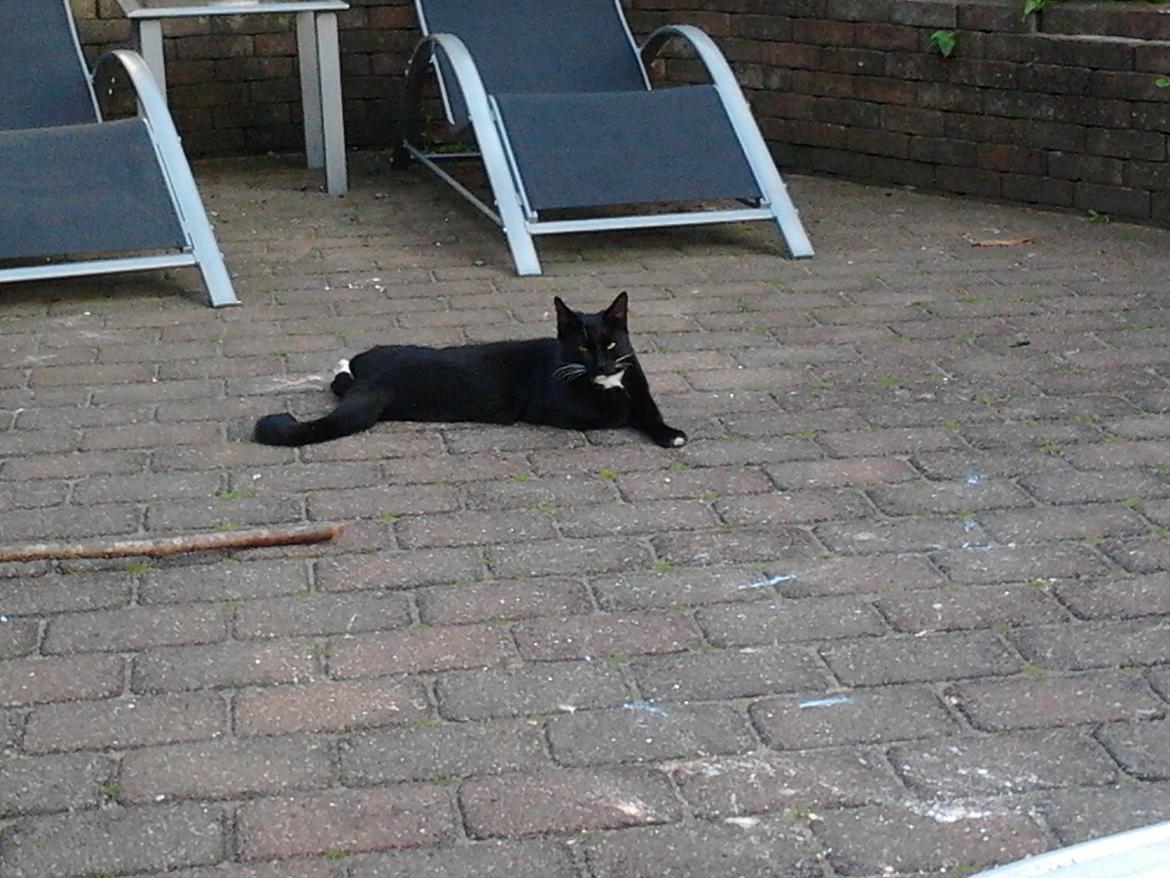 Huskat Speedy (Spring mesteren) billede 7