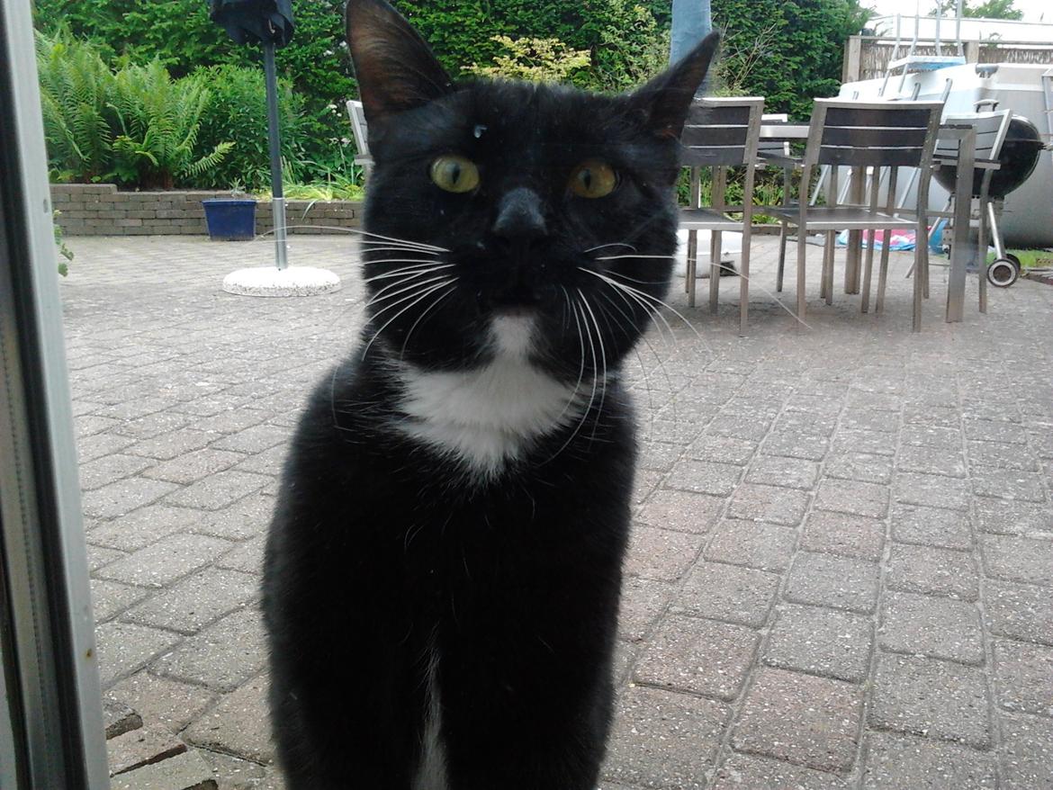 Huskat Speedy (Spring mesteren) billede 8