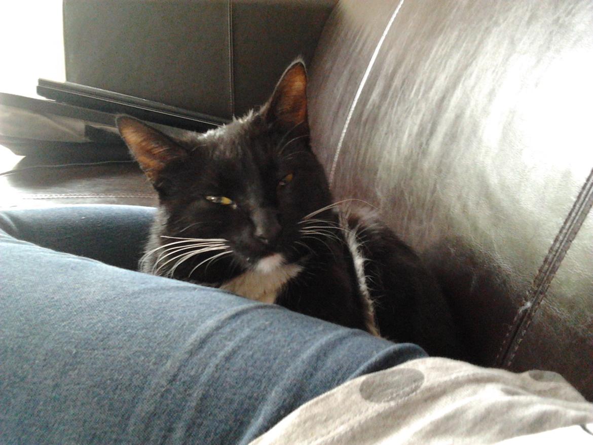 Huskat Speedy (Spring mesteren) billede 4