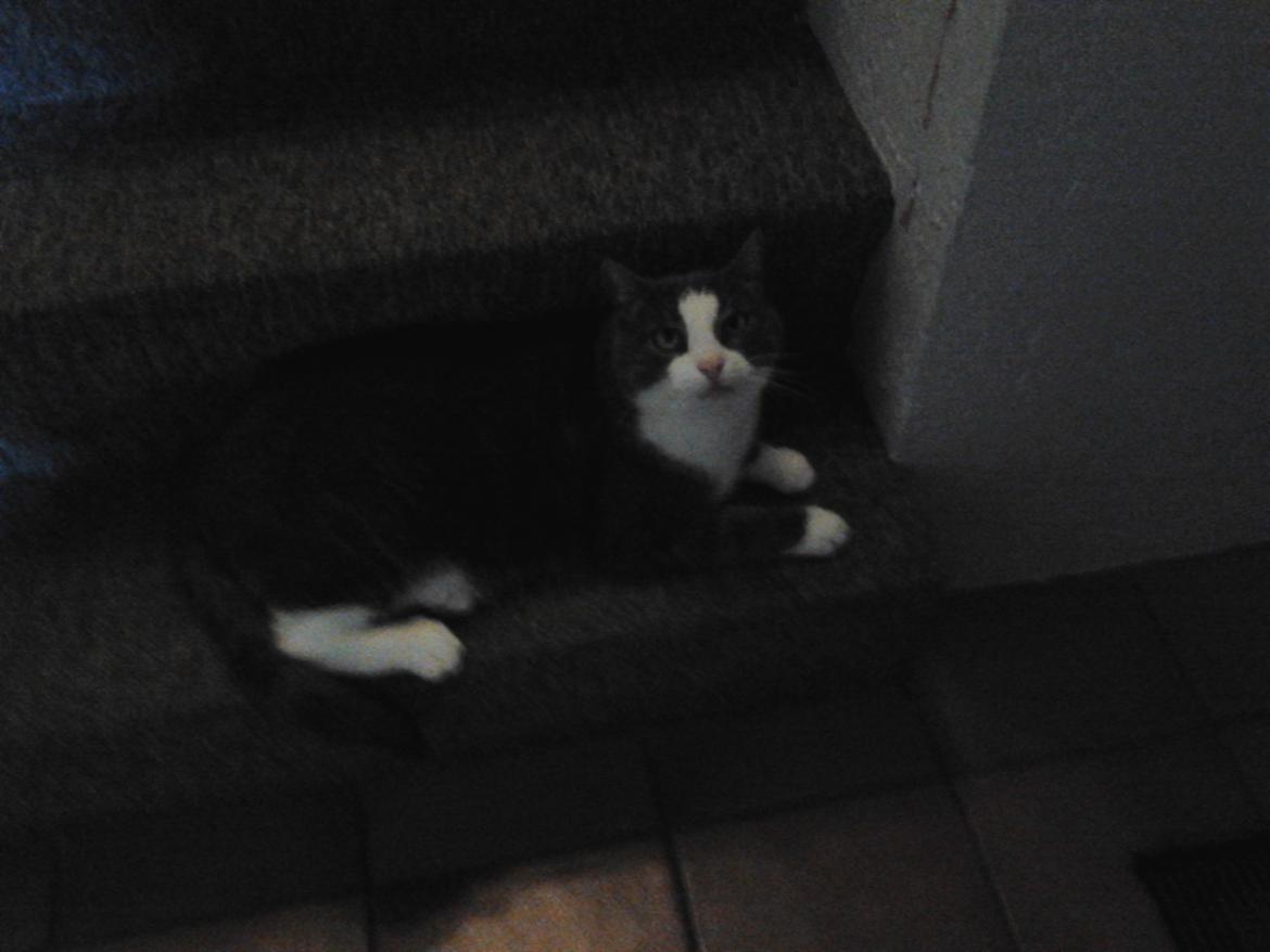 Huskat Simba billede 3