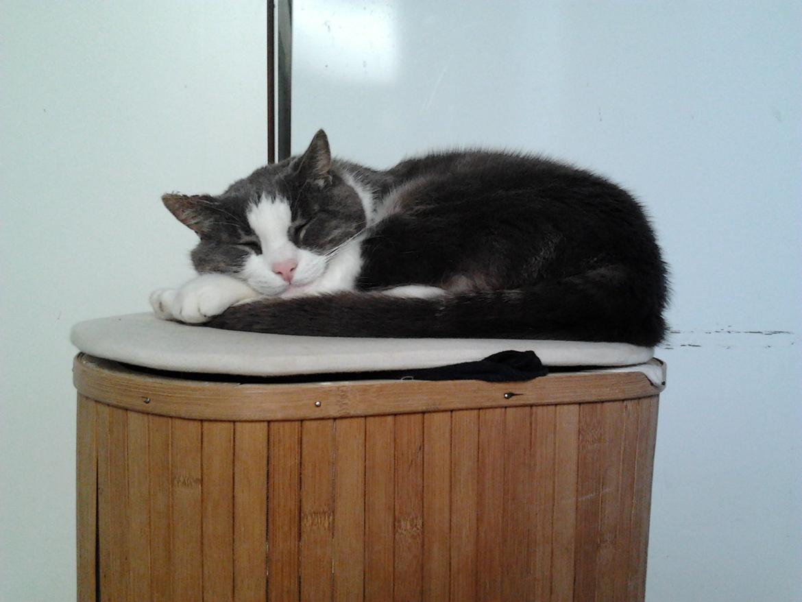 Huskat Simba billede 4