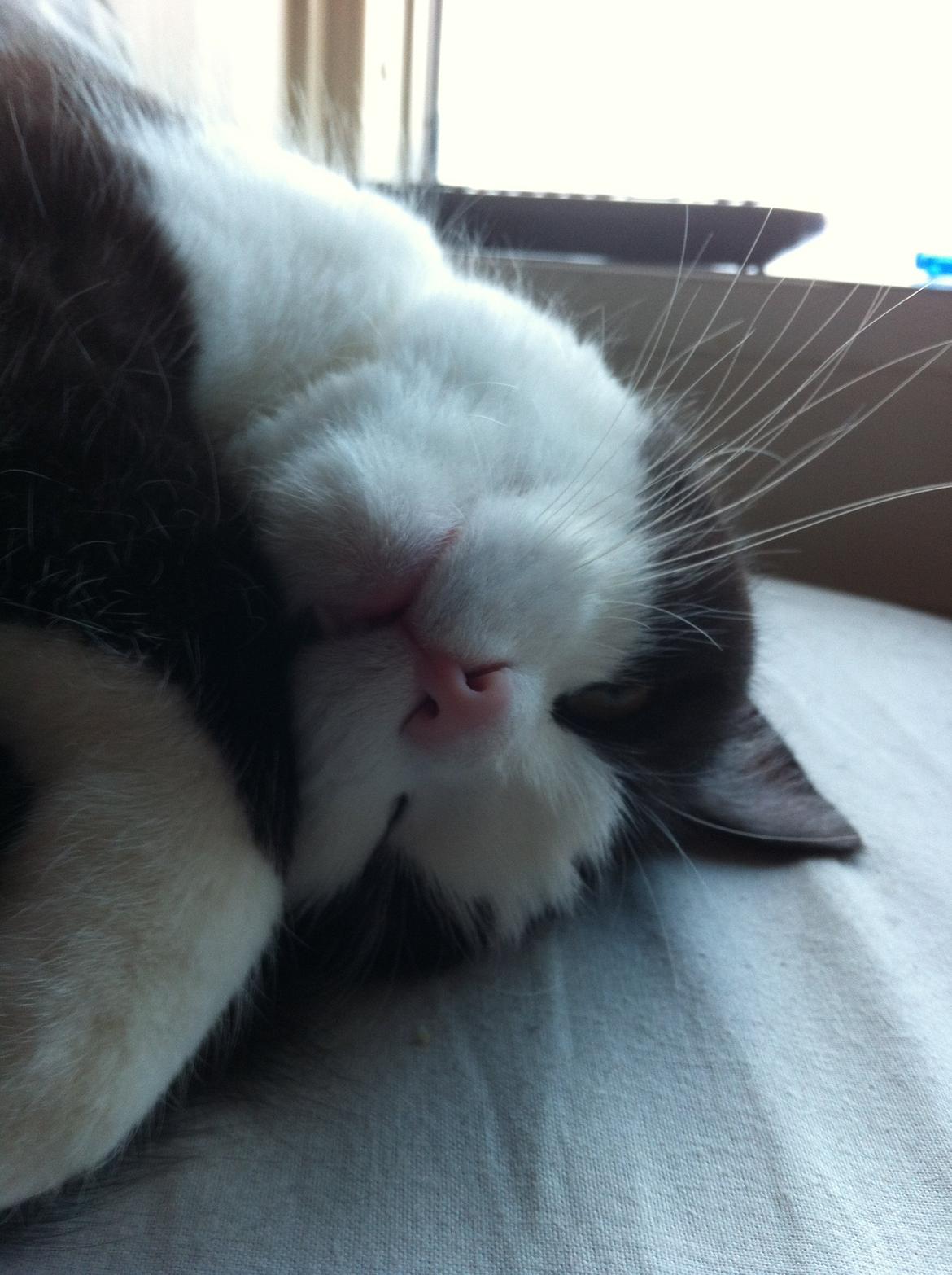 Huskat Mischa billede 1