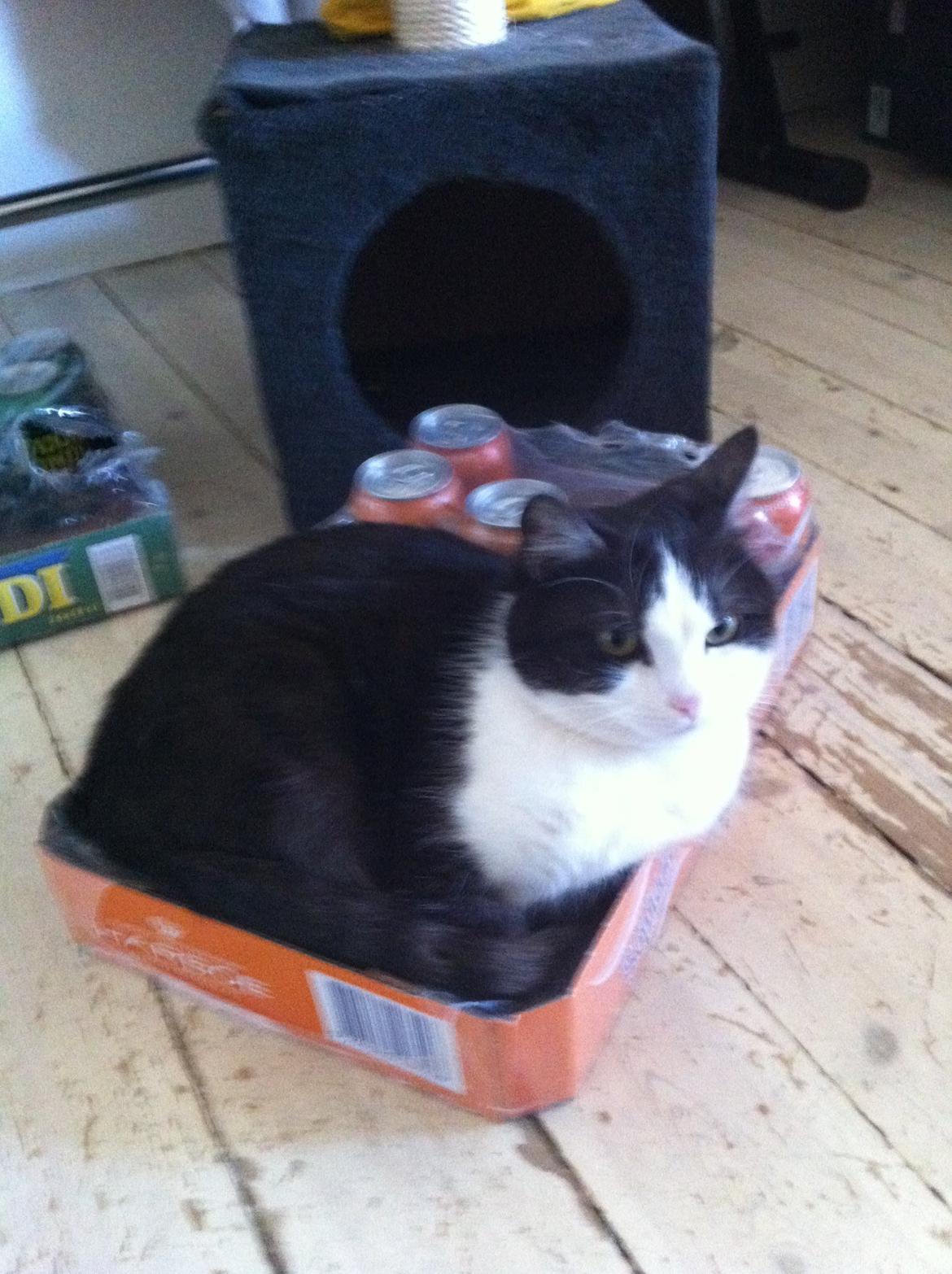 Huskat Mischa billede 2