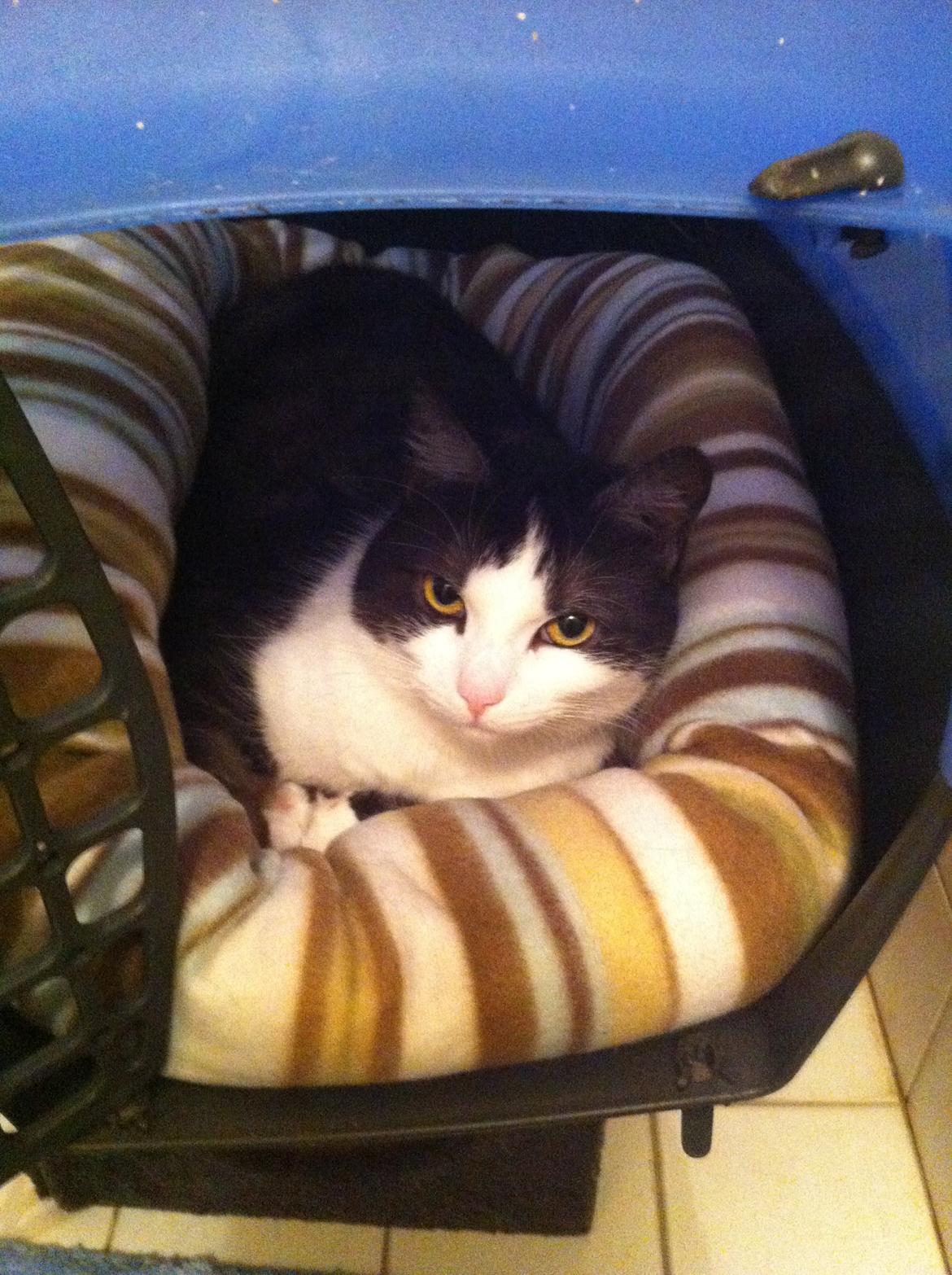 Huskat Mischa billede 3