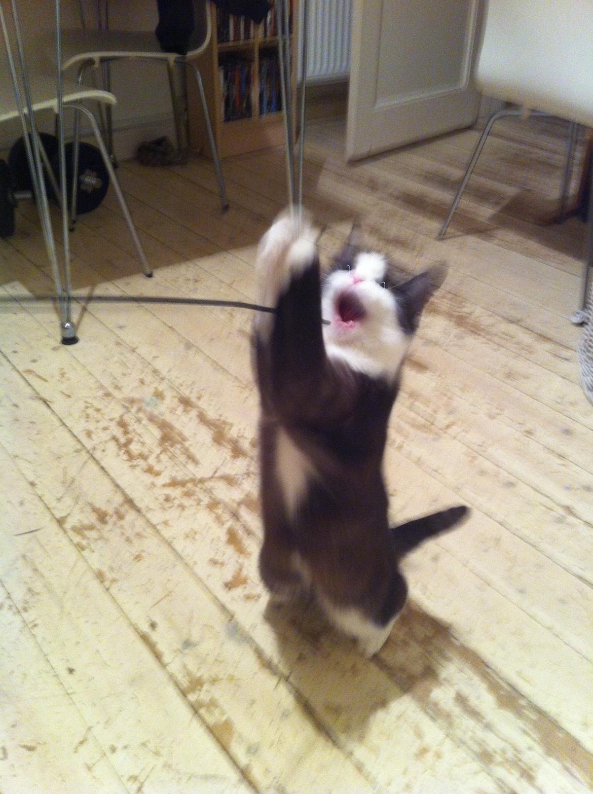 Huskat Mischa billede 4