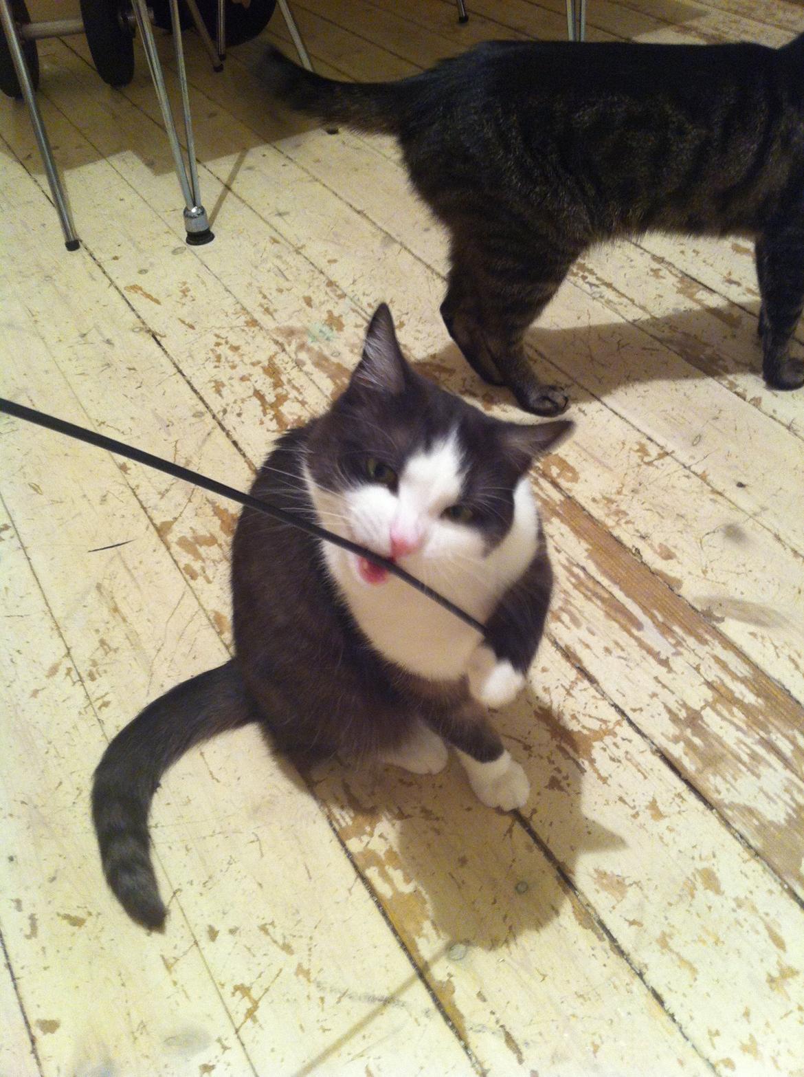 Huskat Mischa billede 5