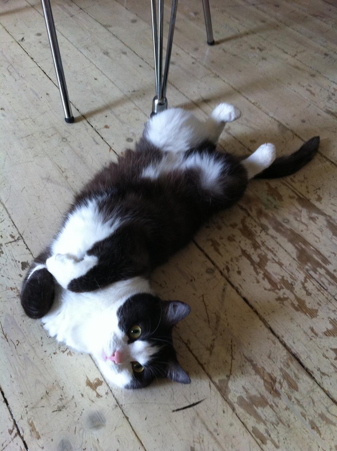 Huskat Mischa billede 6