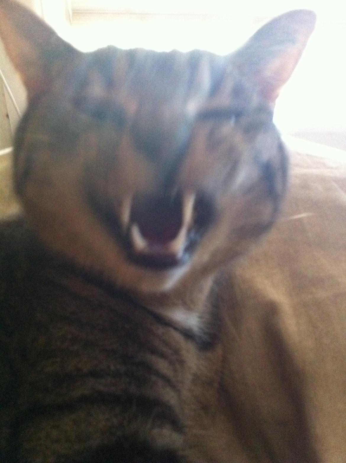 Huskat Balou billede 2