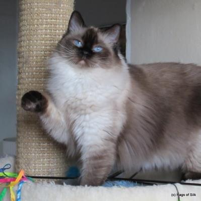 Ragdoll DK Big Bang Rainbow Ippa billede 1