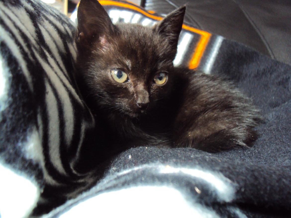 Huskat KOWO billede 2