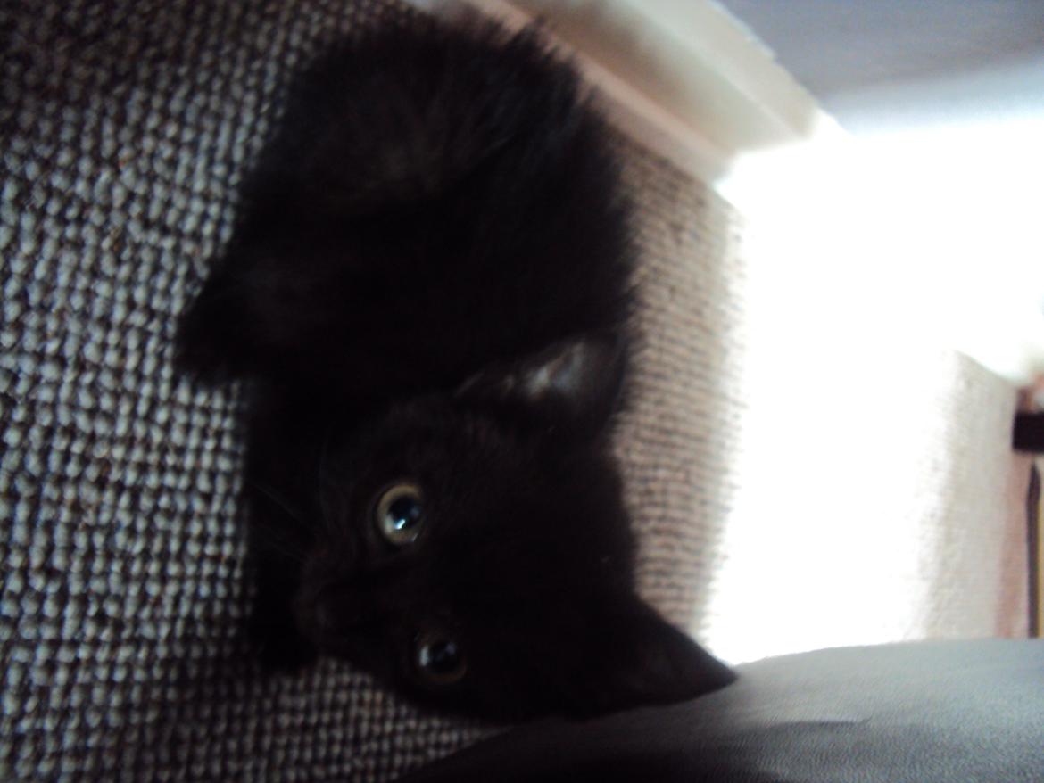 Huskat KOWO billede 4