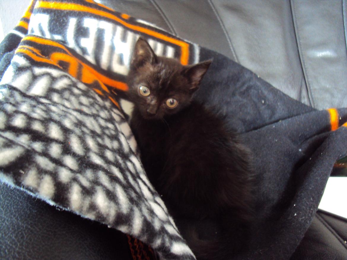 Huskat KOWO billede 5