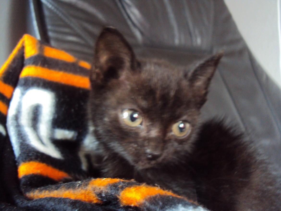 Huskat KOWO billede 6