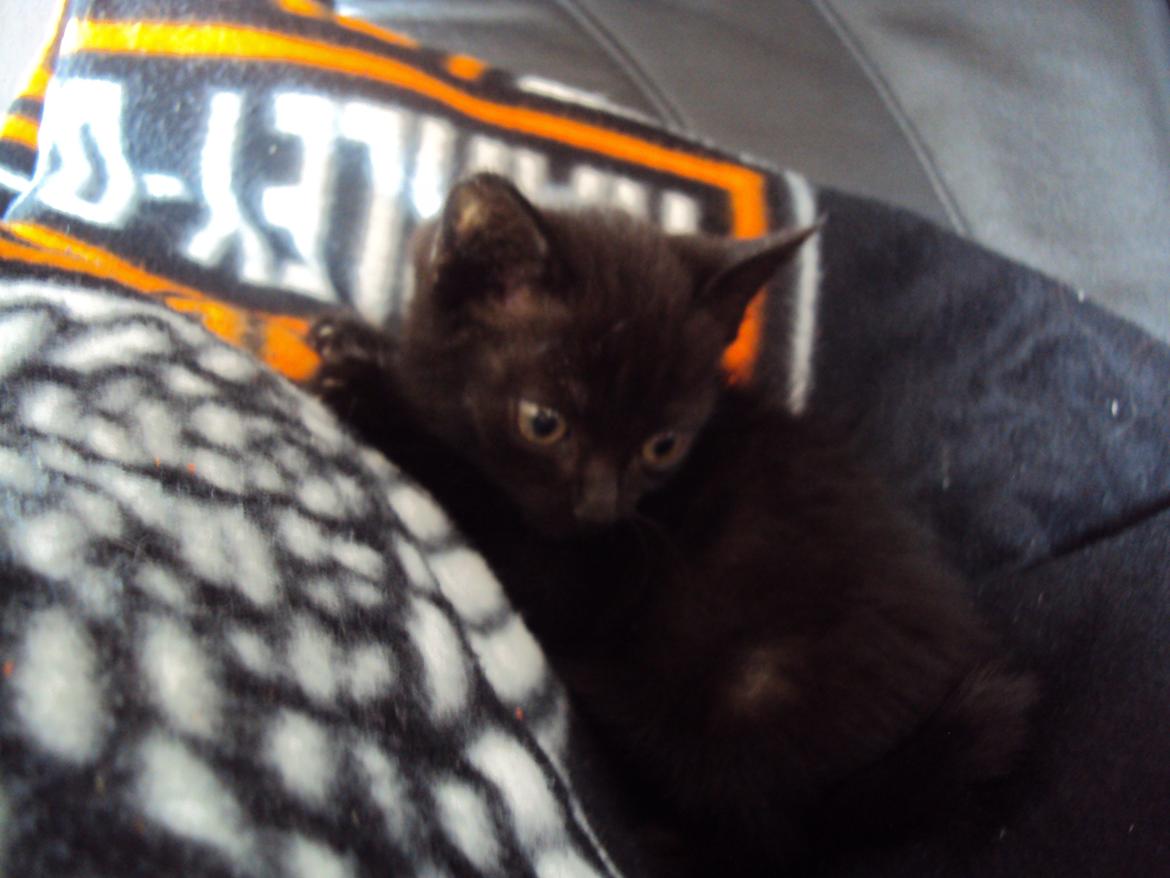 Huskat KOWO billede 7