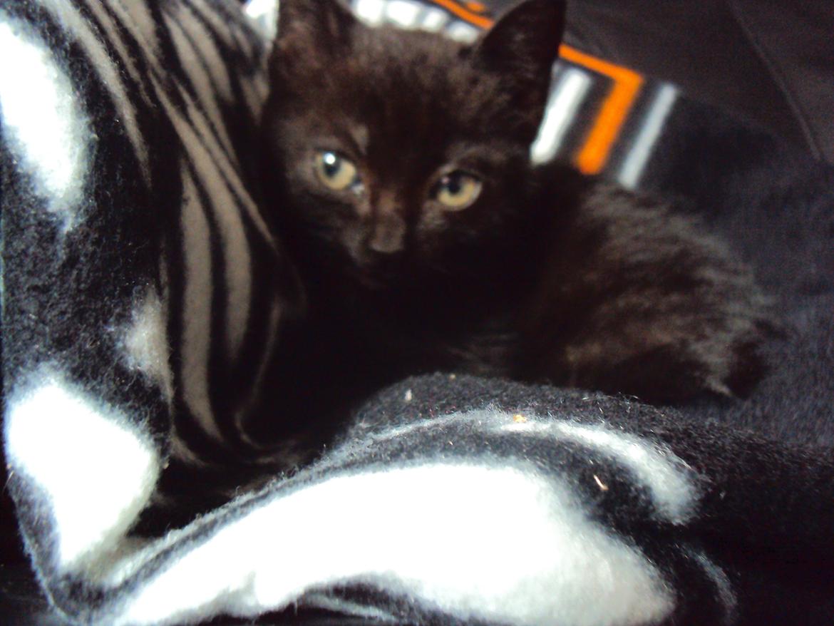 Huskat KOWO billede 8