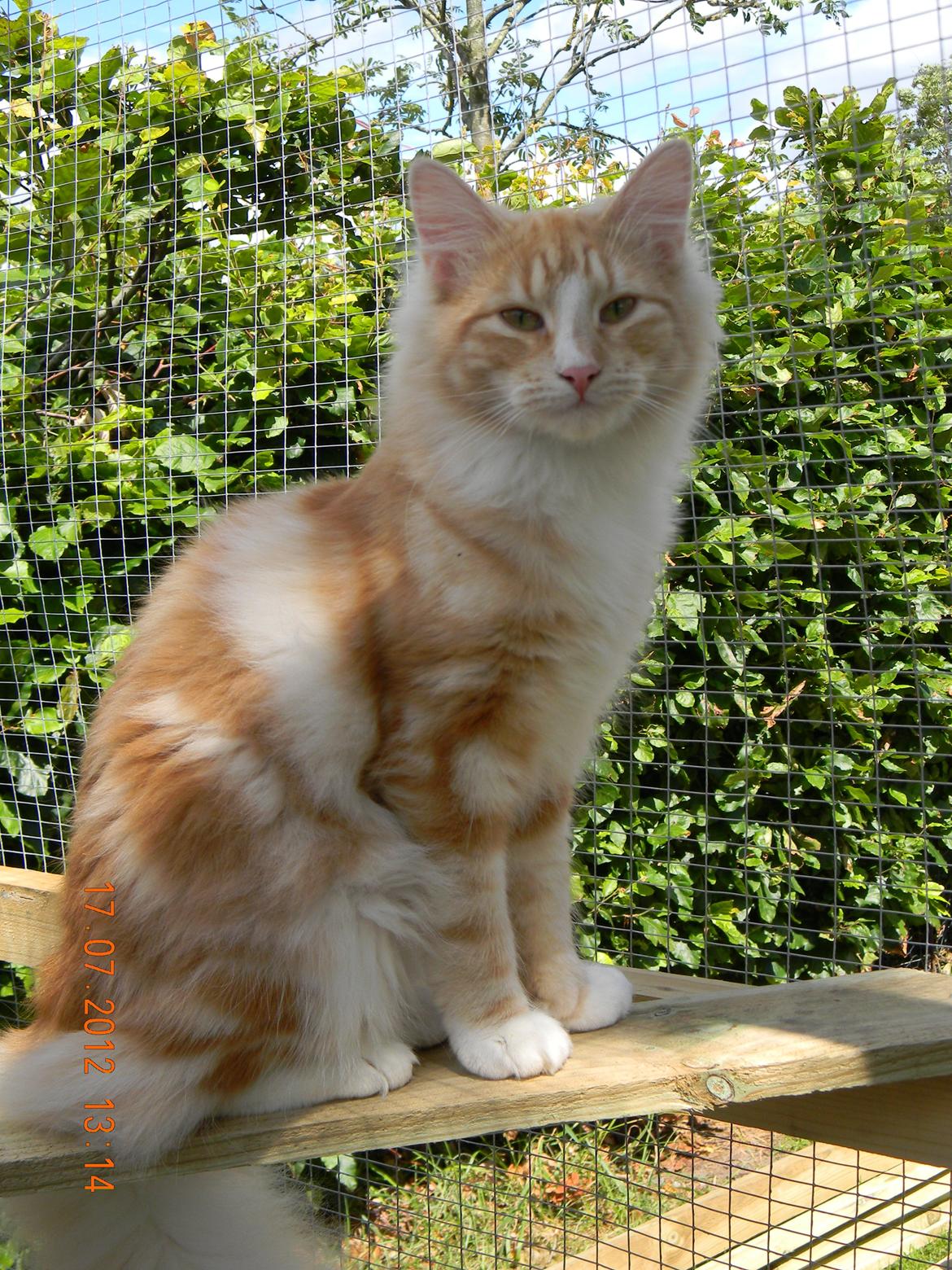 Norsk Skovkat CH Prinz Tjorven of Stellenbosch*D billede 30