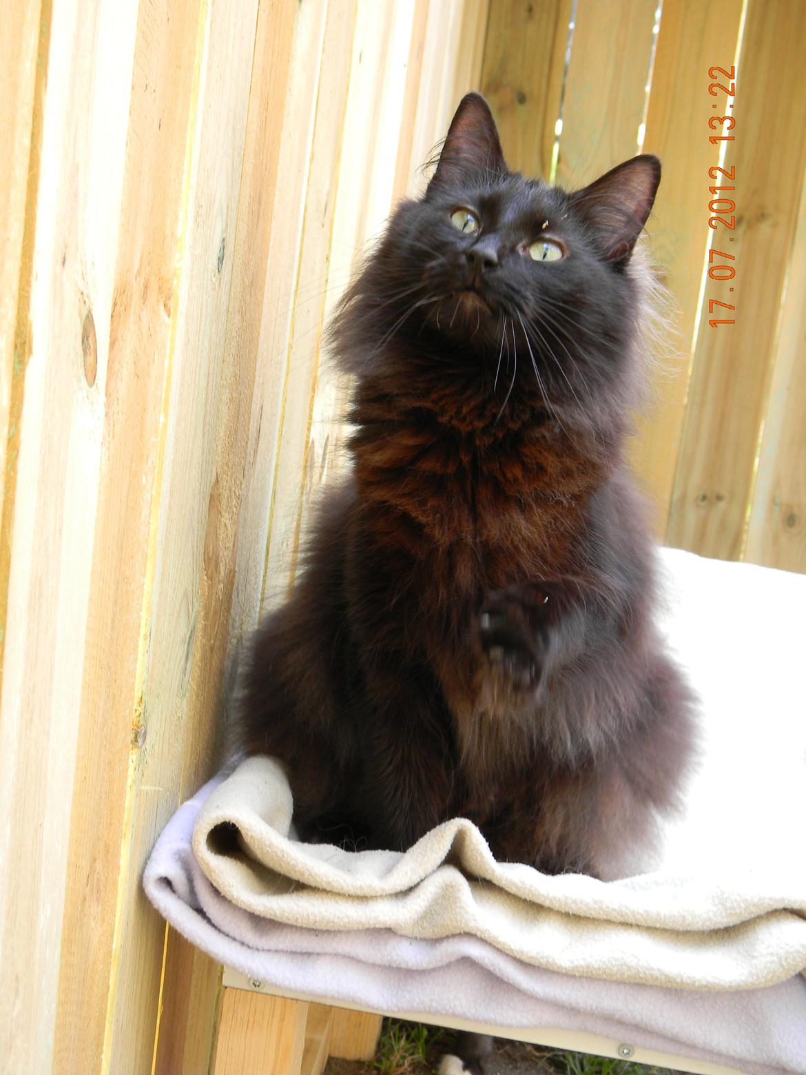 Norsk Skovkat CH DK Nobel-dream´s A Jump billede 20