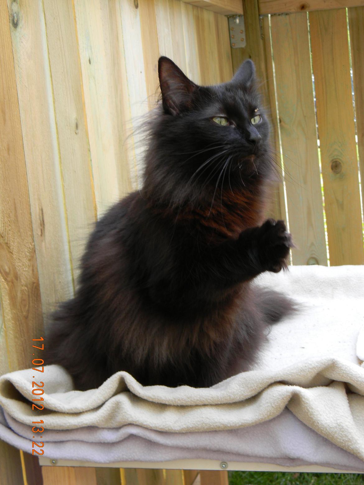 Norsk Skovkat CH DK Nobel-dream´s A Jump billede 22