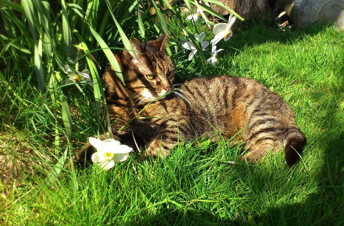 Blanding af racer Fifi - Velkommen! billede 2