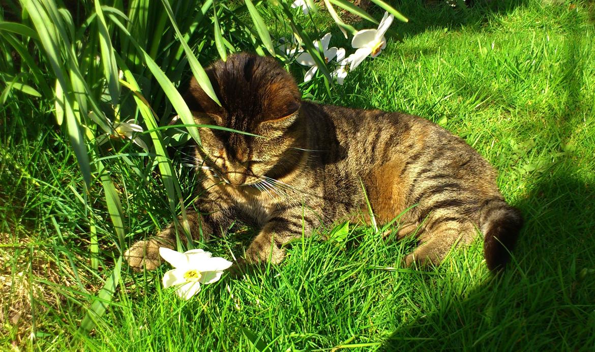 Blanding af racer Fifi - "Jeg har fanget .. en en .. Blomst!" billede 6