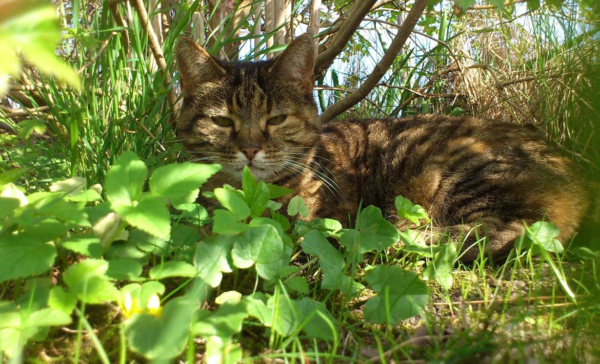 Blanding af racer Fifi billede 7