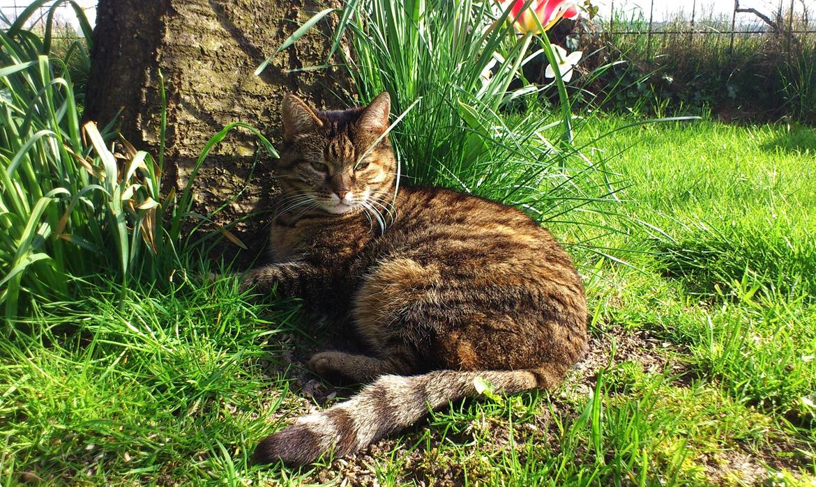 Blanding af racer Fifi billede 8