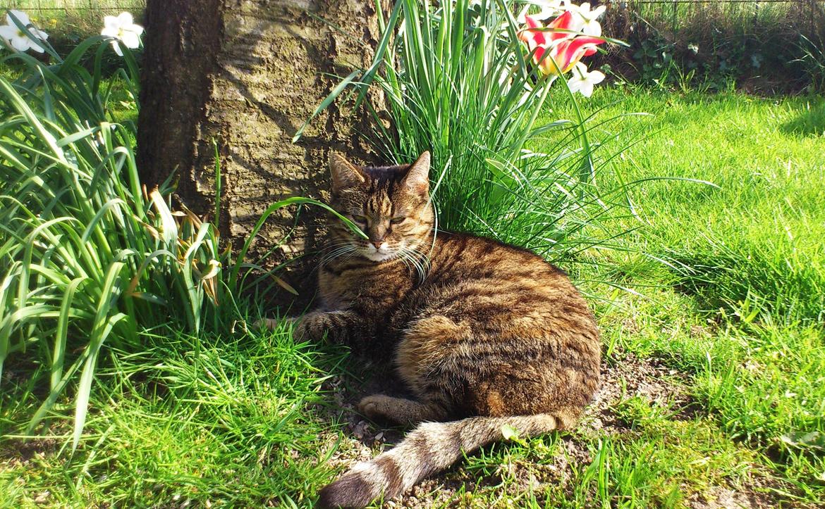 Blanding af racer Fifi billede 9