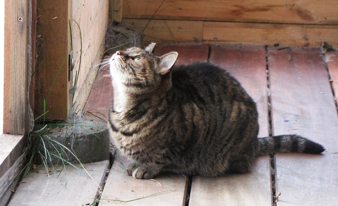 Blanding af racer Fifi - "Uhh se den flyvende mus der oppe!" billede 10