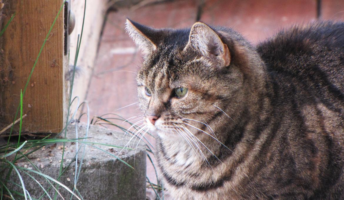 Blanding af racer Fifi billede 11