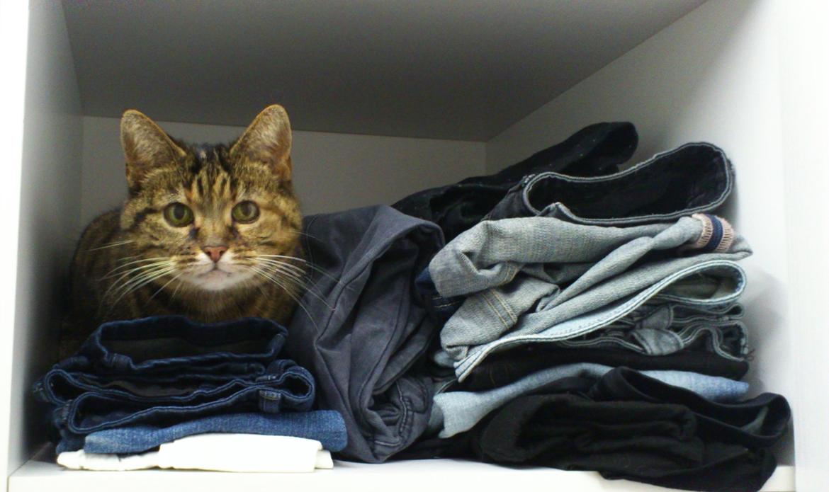 Blanding af racer Fifi - "Altså mor! Nu har du afsløret mit skjulested!" billede 15