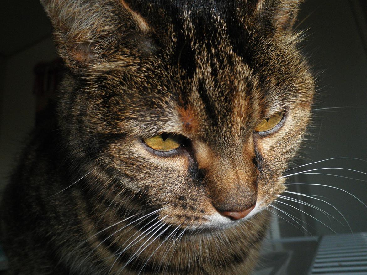 Blanding af racer Fifi billede 16