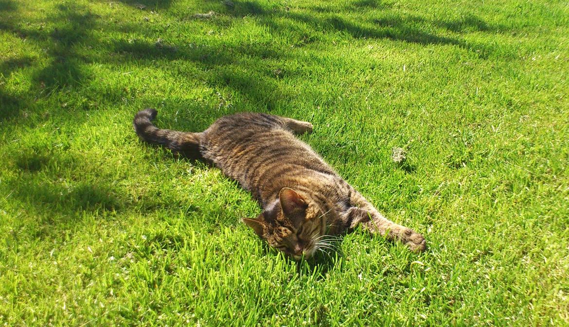 Blanding af racer Fifi billede 18