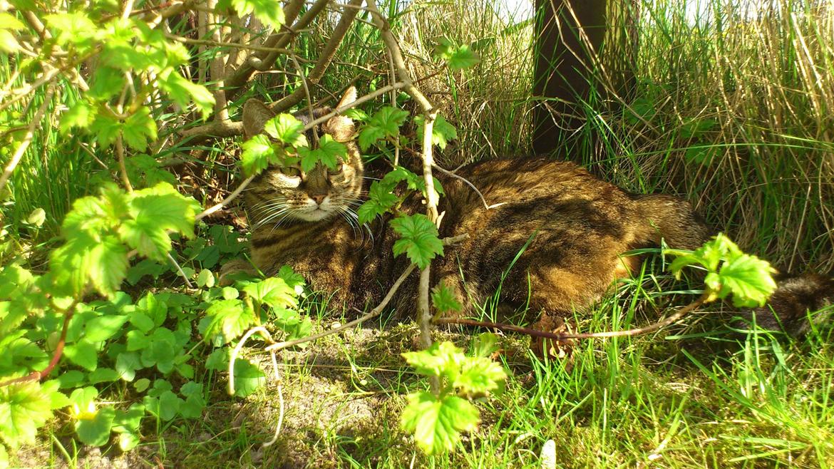 Blanding af racer Fifi billede 19