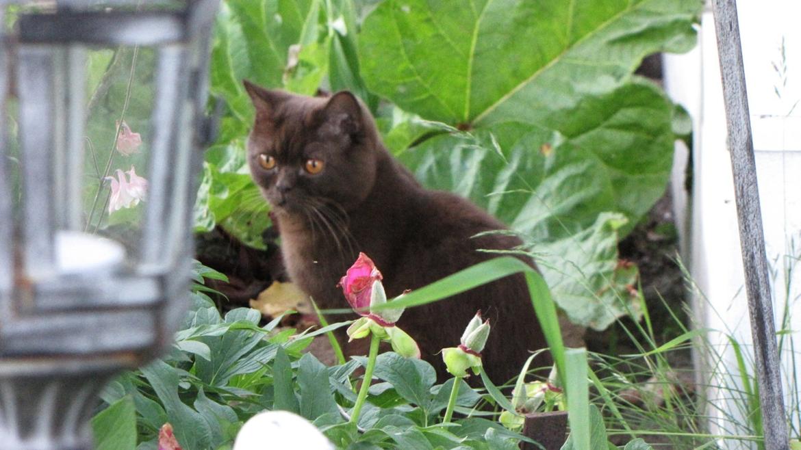 British Shorthair DK Candy's Cola (Baloo) - Velkommen billede 2
