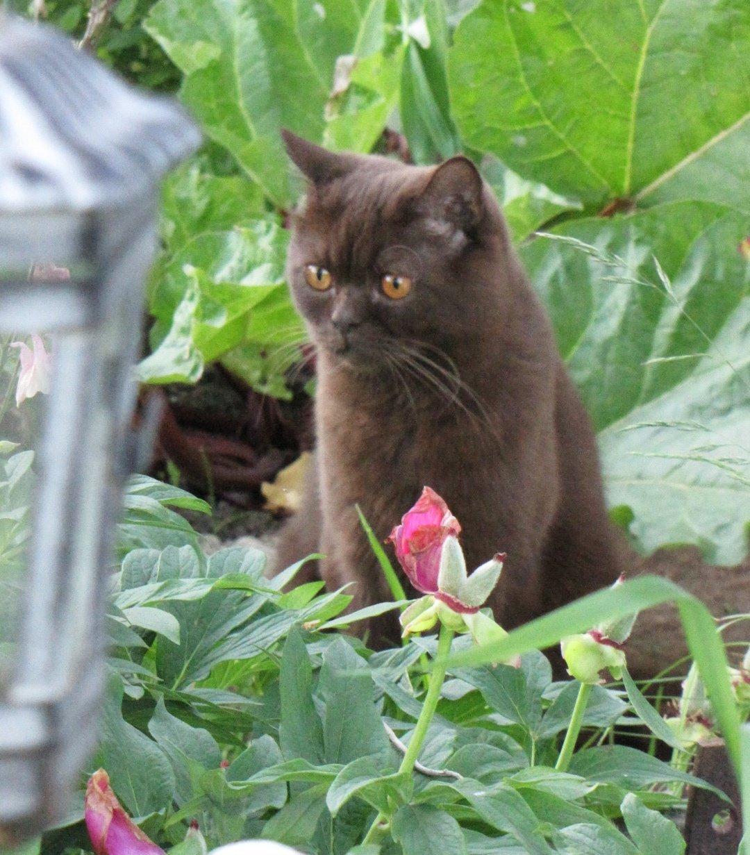 British Shorthair DK Candy's Cola (Baloo) billede 3