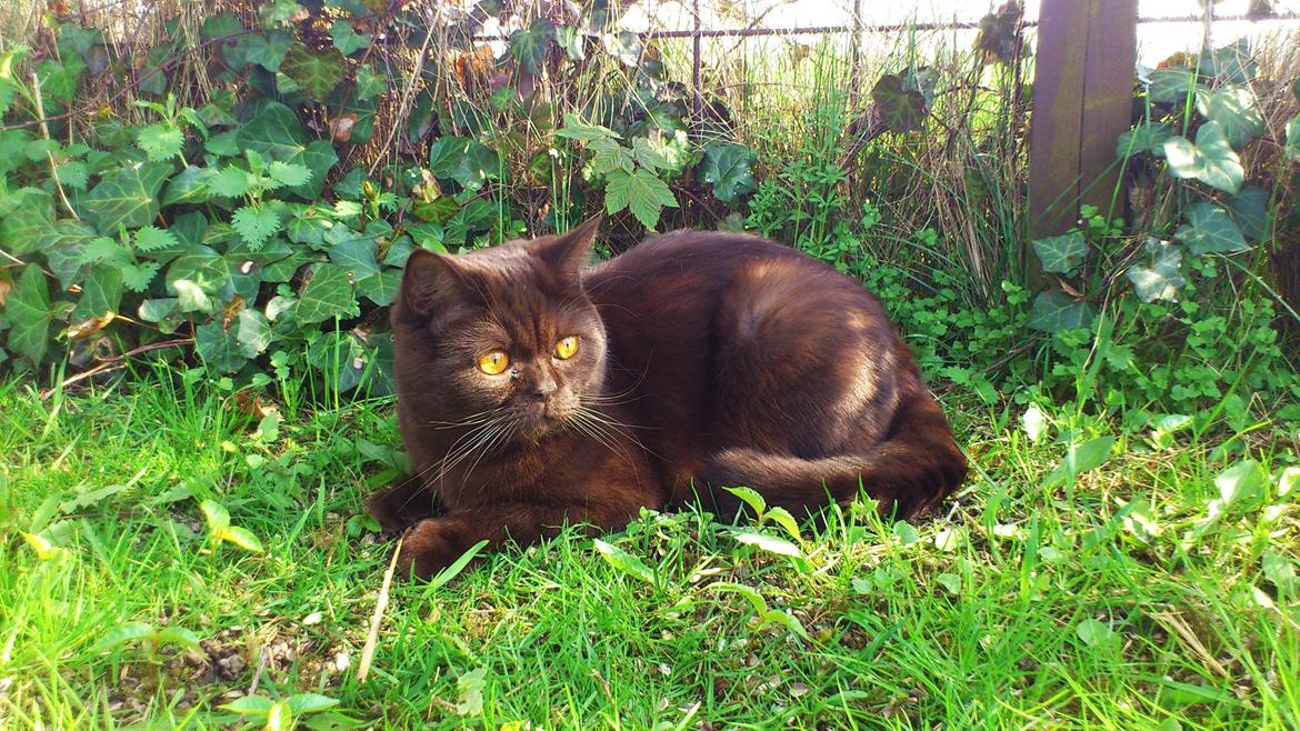 British Shorthair DK Candy's Cola (Baloo) billede 4