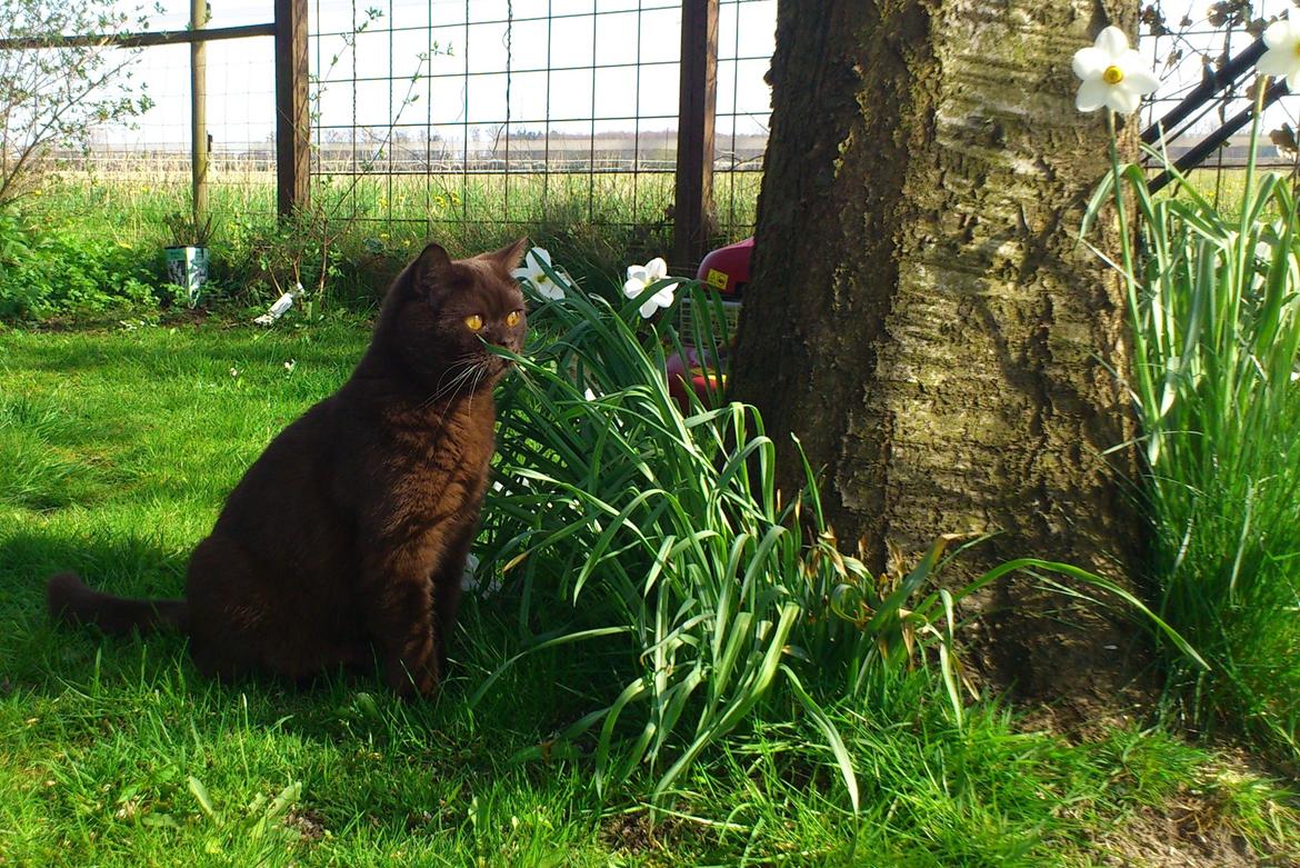 British Shorthair DK Candy's Cola (Baloo) billede 5