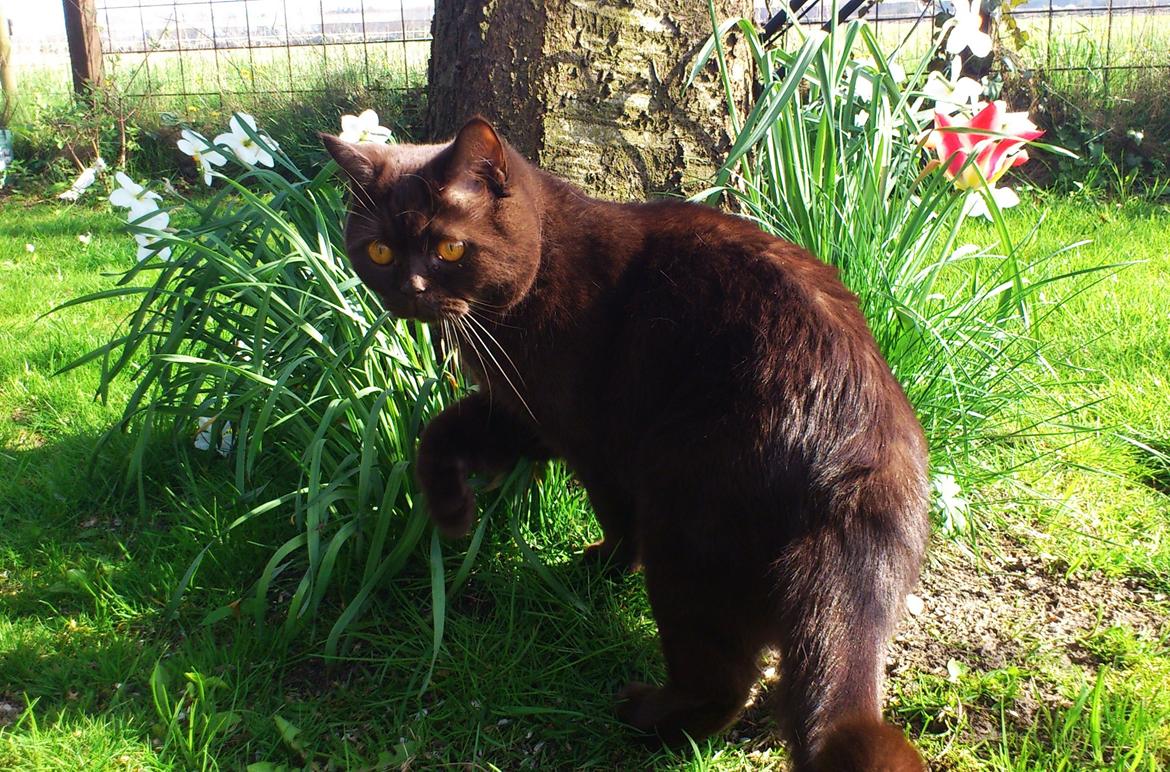 British Shorthair DK Candy's Cola (Baloo) billede 6