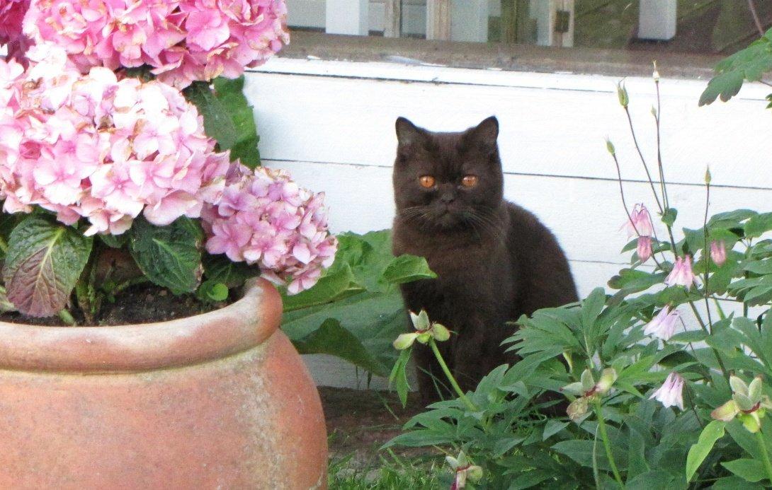 British Shorthair DK Candy's Cola (Baloo) billede 7