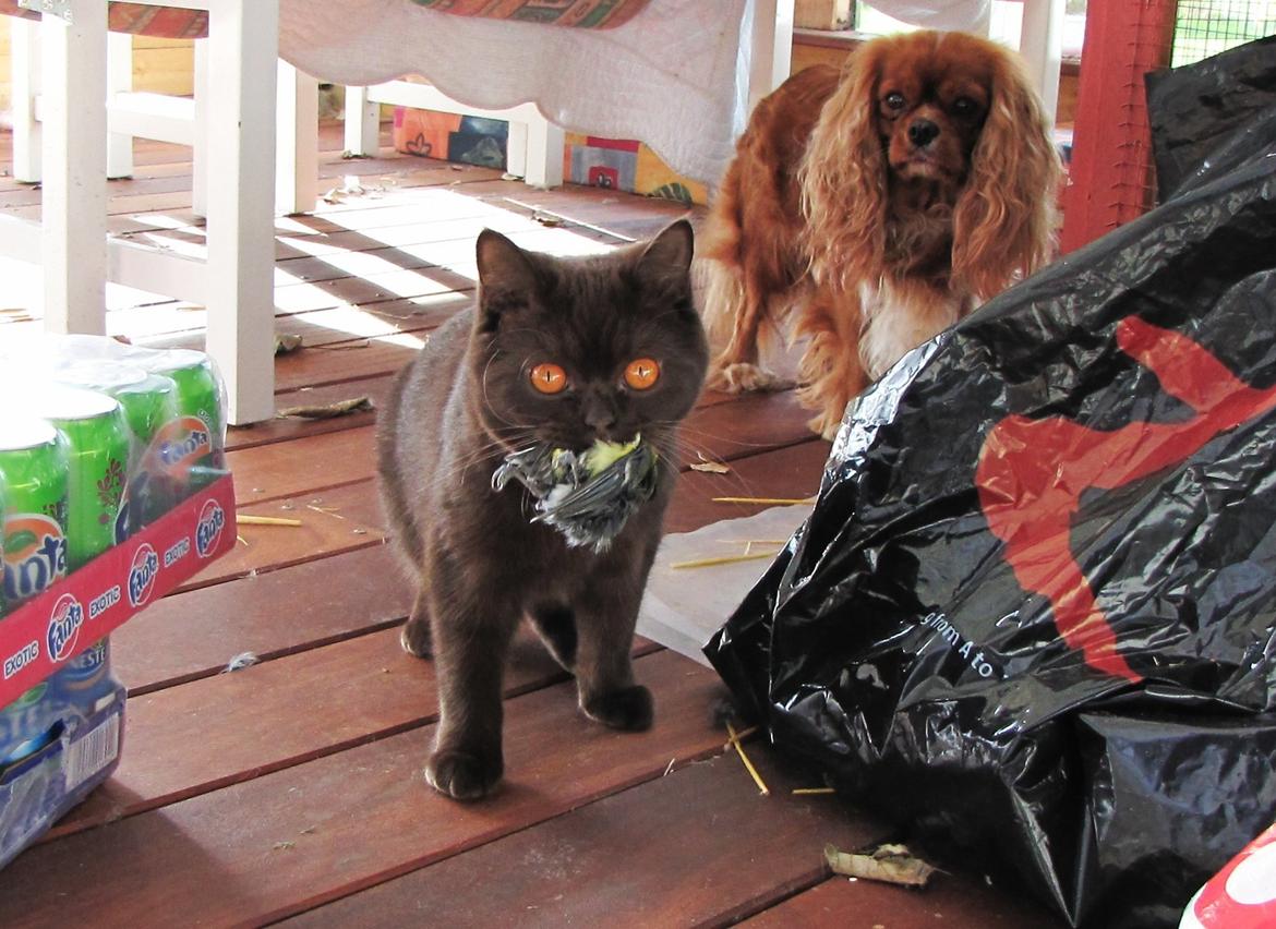 British Shorthair DK Candy's Cola (Baloo) - "Se hvad jeg .. Nååh nej? Æh lad værd at kigge for dem må jeg jo ikke tage!?" billede 9