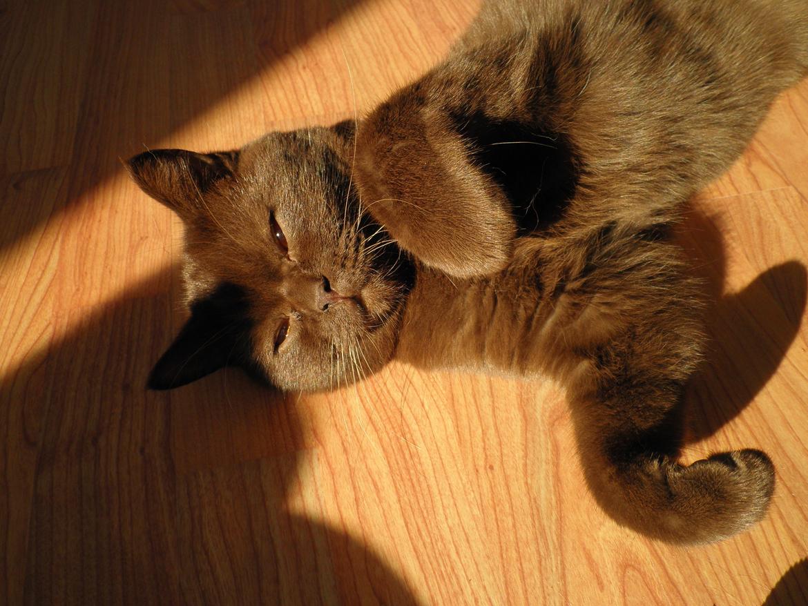 British Shorthair DK Candy's Cola (Baloo) - Doooven mis nyder livet ;) billede 10