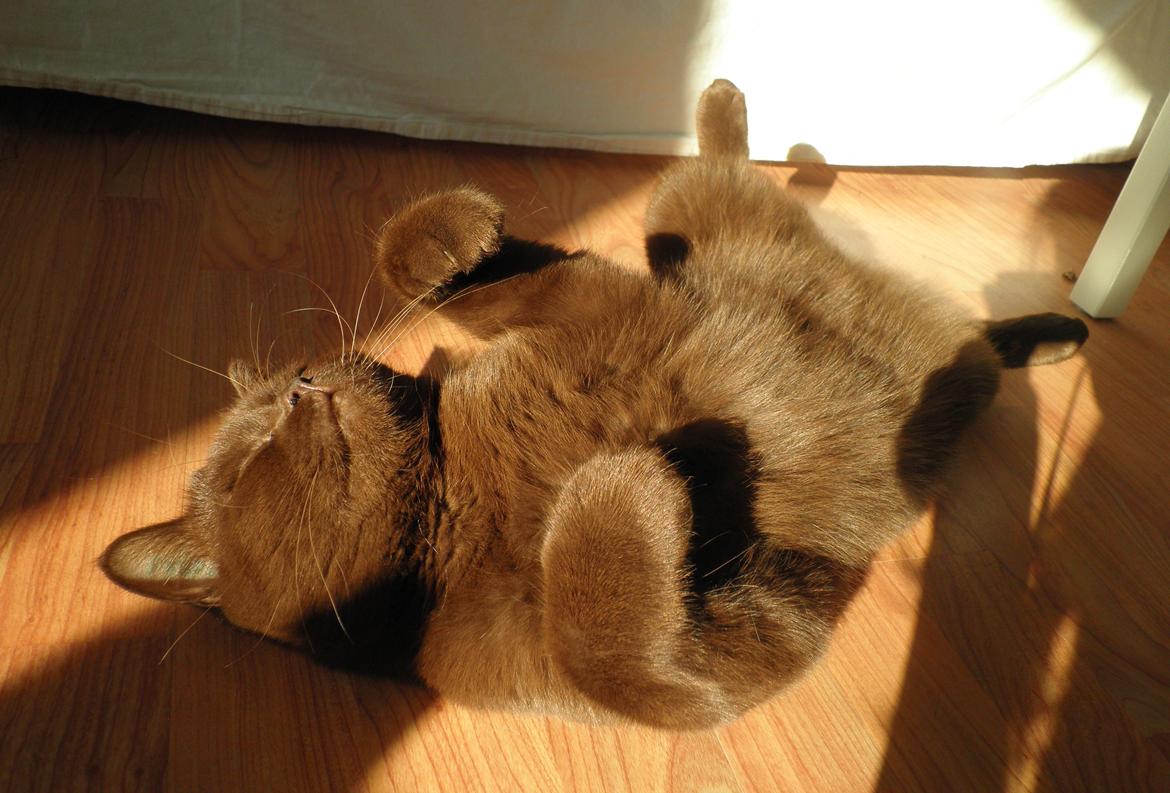 British Shorthair DK Candy's Cola (Baloo) billede 11