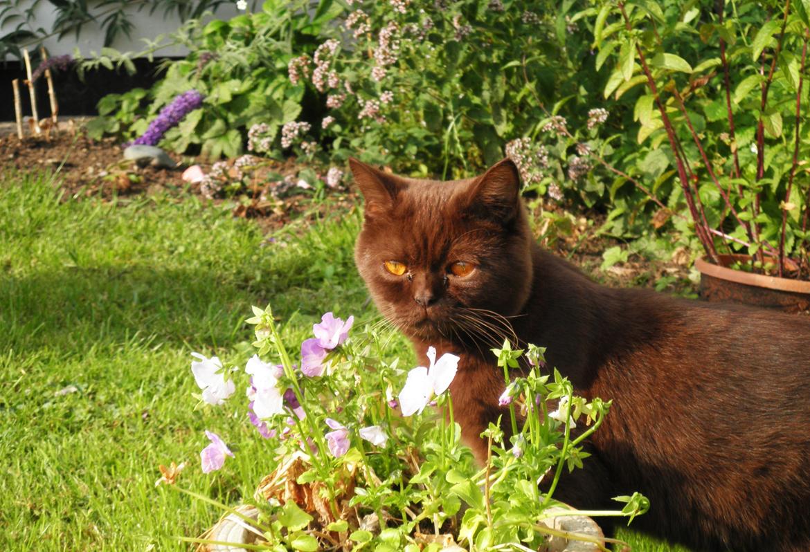 British Shorthair DK Candy's Cola (Baloo) billede 12