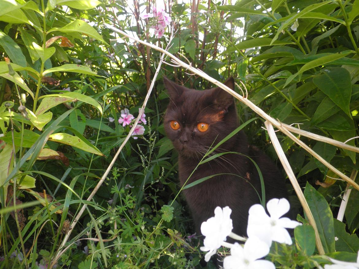 British Shorthair DK Candy's Cola (Baloo) billede 13